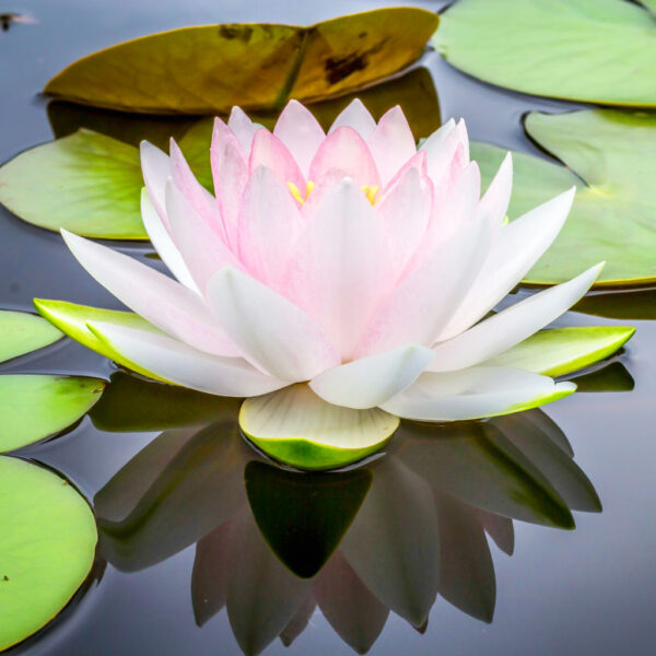 Meditationsabend (Kostenlos)